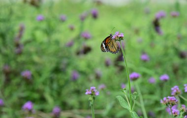 Bahçedeki çiçekte güzel bir kelebek