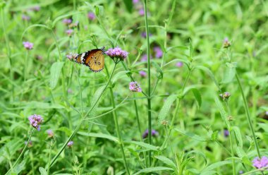 Bahçedeki çiçekte güzel bir kelebek