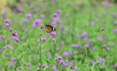 Bahçedeki çiçekte güzel bir kelebek