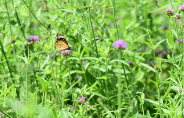 Bahçedeki çiçekte güzel bir kelebek