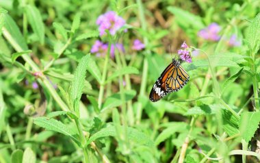 Bahçedeki çiçekte güzel bir kelebek
