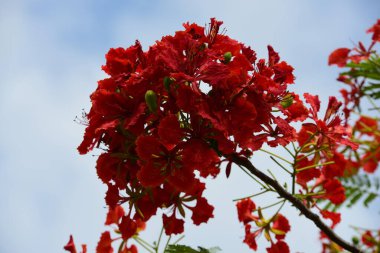 ağaç dallarında güzel kırmızı çiçekler