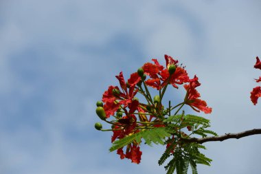 ağaç dallarında güzel kırmızı çiçekler