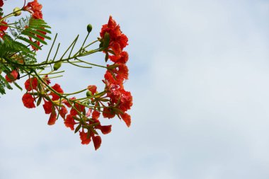 ağaç dallarında güzel kırmızı çiçekler