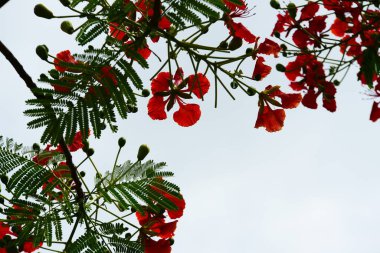 ağaç dallarında güzel kırmızı çiçekler