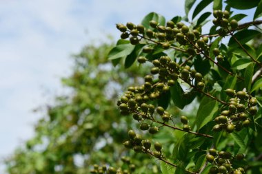 güzel yeşil ağaç dalları