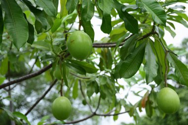 Ağaç dallarında yeşil meyve