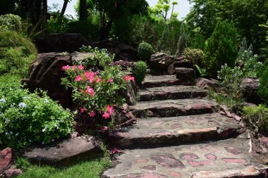 Güneşli bahçede güzel çiçekler