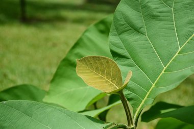 Güneşli parkta yeşil yapraklar
