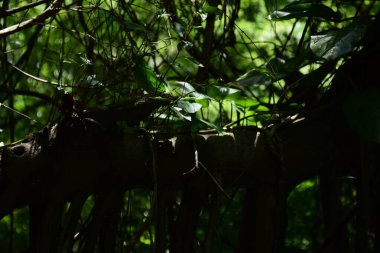 güneşli ormandaki yeşil yaprakları