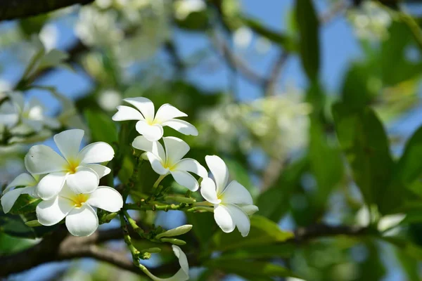 Белый Plumeria Цветы Саду — стоковое фото