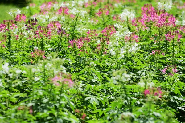 Beautiful Flowers Green Garden — Stock Photo, Image