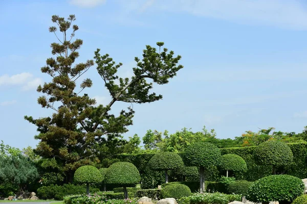 Vacker Grön Park Solig Dag — Stockfoto