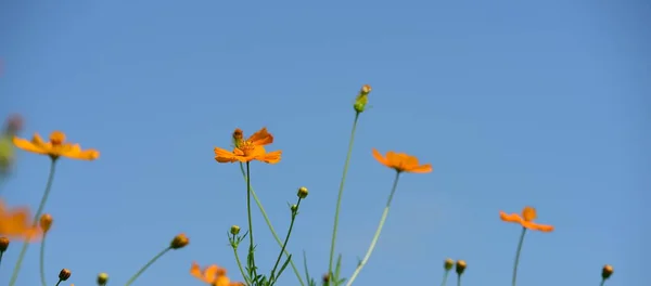 庭の美しいオレンジの花 — ストック写真