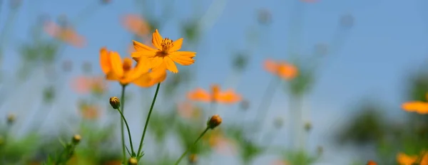 Hermosas Flores Color Naranja Jardín — Foto de Stock