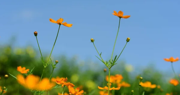 Beautiful Orange Flowers Garden — Stock Photo, Image