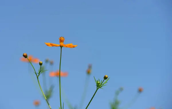 庭の美しいオレンジの花 — ストック写真