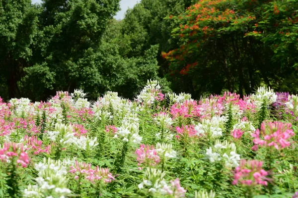 庭の美しいカラフルな花 — ストック写真