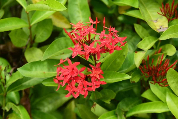 Lindas Flores Vermelhas Jardim Verde — Fotografia de Stock