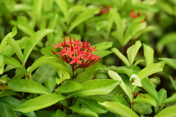 Lindas Flores Vermelhas Jardim Verde — Fotografia de Stock