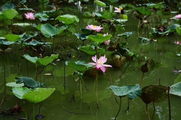 Hermosas Flores Loto Rosa Estanque — Foto de Stock