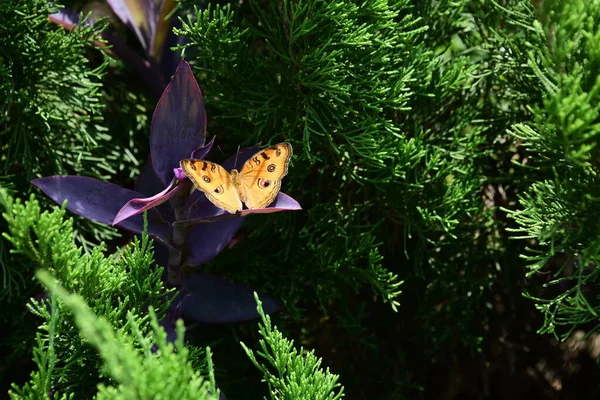 Bahçedeki Çiçekte Güzel Bir Kelebek — Stok fotoğraf