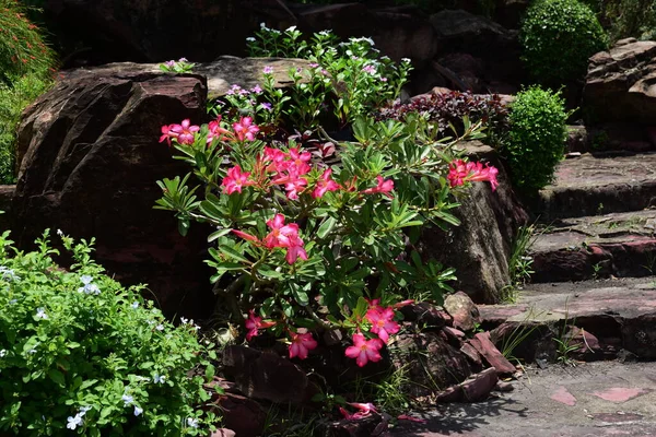 Krásné Květiny Slunné Zahradě — Stock fotografie