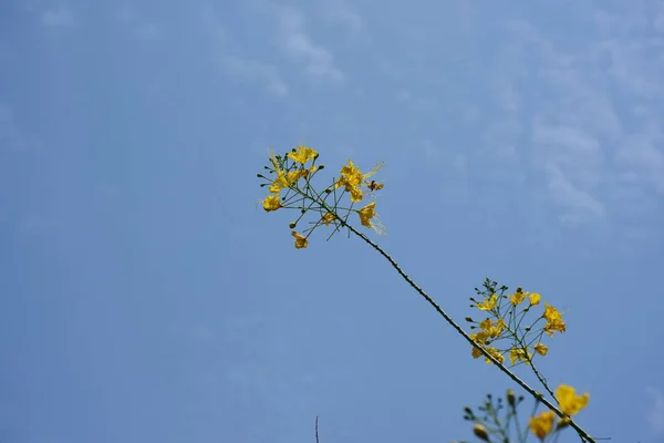 Beautiful Yellow Flowers Sky Background — Stock Photo, Image