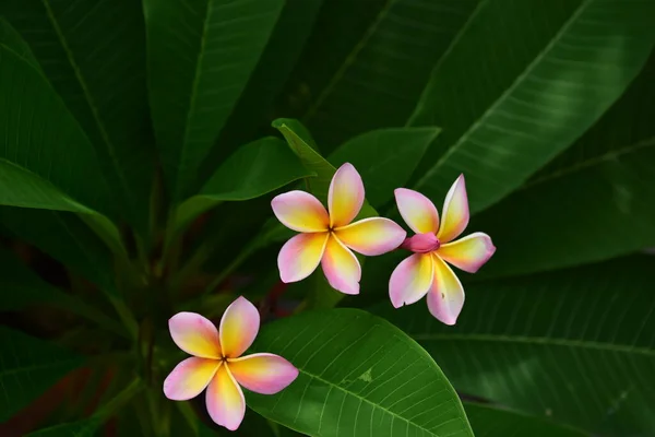 Plumeria Bloemen Groene Tuin — Stockfoto