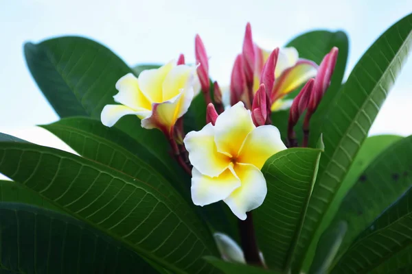 Plumeria Flores Jardim Verde — Fotografia de Stock