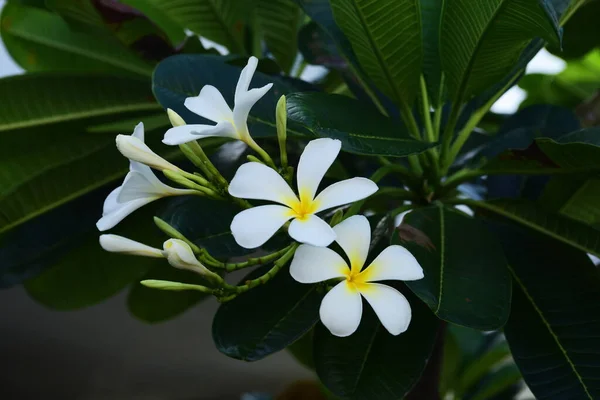 Plumeria Blommor Grön Trädgård — Stockfoto