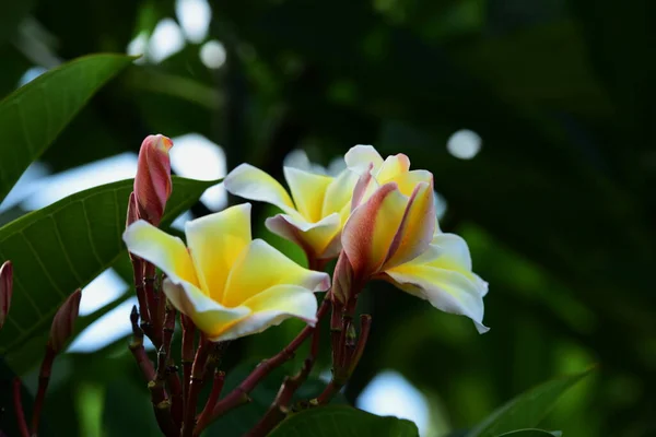 Hermosas Flores Jardín Verde — Foto de Stock