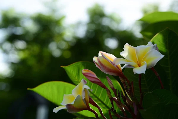 Hermosas Flores Jardín Verde — Foto de Stock