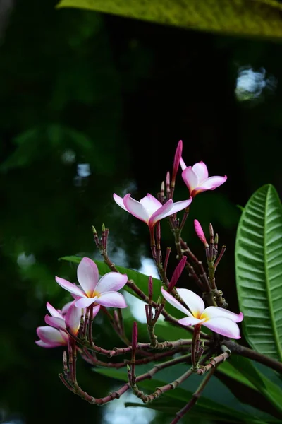 Flores Bonitas Jardim Verde — Fotografia de Stock