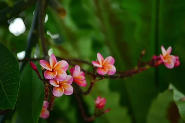 Flores Bonitas Jardim Verde — Fotografia de Stock