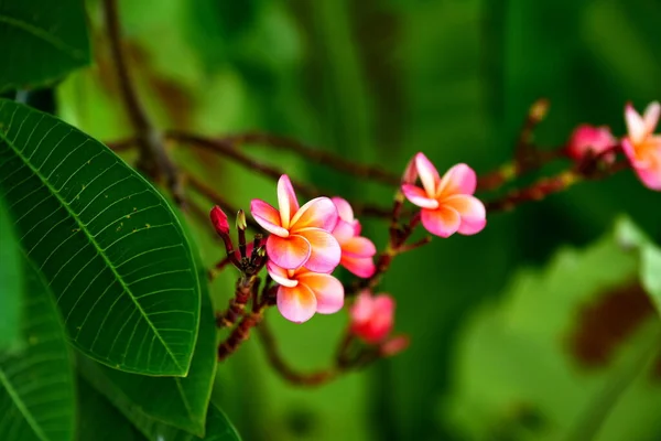 Mooie Bloemen Groene Tuin — Stockfoto