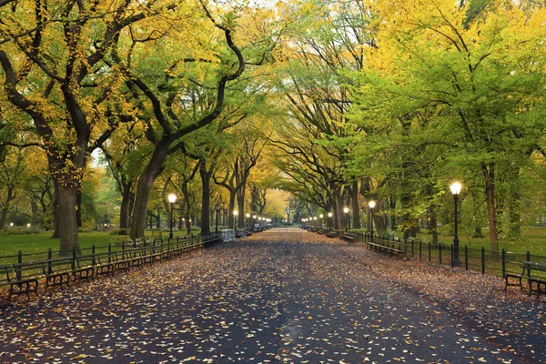 Central park. — Stockfoto