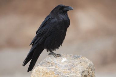 Raven. clipart