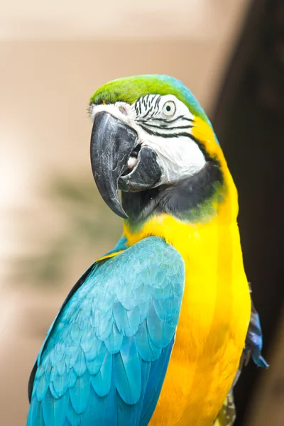 Primer plano del loro guacamayo — Foto de Stock