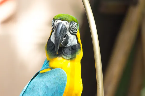 Loro guacamayo amarillo azul — Foto de Stock