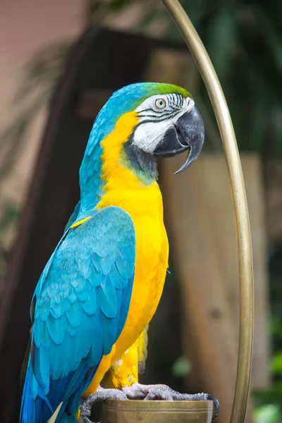 Portret papuga Ara — Zdjęcie stockowe