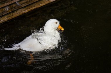 Beyaz ördek splash bataklık olduğunu.