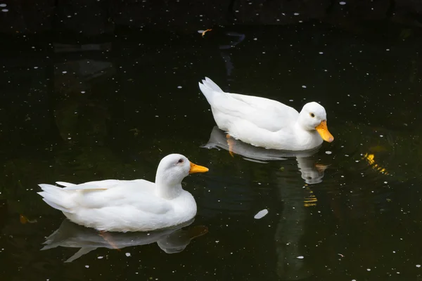 Zwei Enten im Sumpf — Stockfoto
