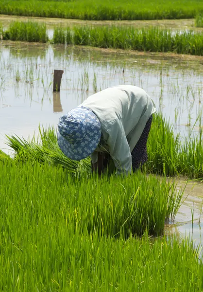 Fermierii cultivă orez în câmp — Fotografie, imagine de stoc