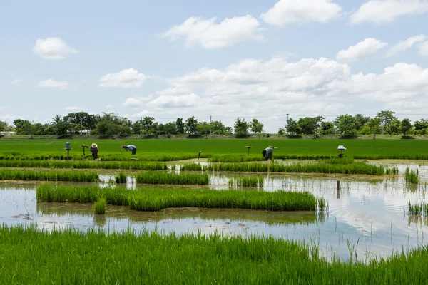 Landschap rijst veld — Stockfoto
