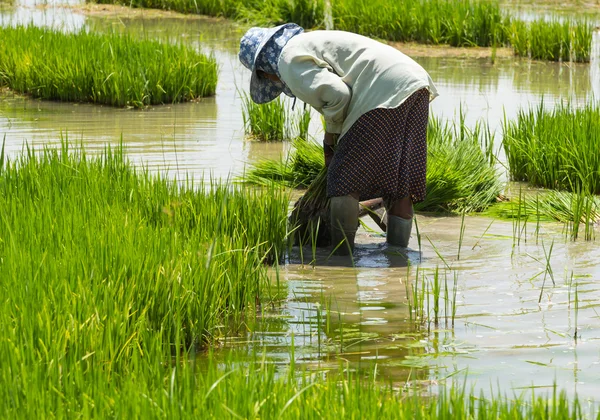 Farmer procedure paddy rice in farmland — Stock Photo, Image