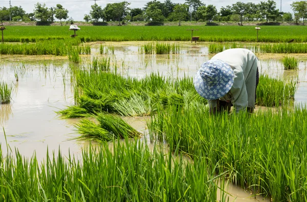 Farmer cultivate rice in field — Stock Photo, Image