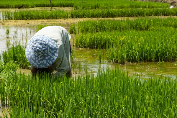 Фермеры выращивают рис на сельскохозяйственных угодьях — стоковое фото