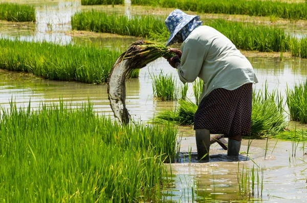 Procedura agricultorilor orez paddy în terenurile agricole — Fotografie, imagine de stoc