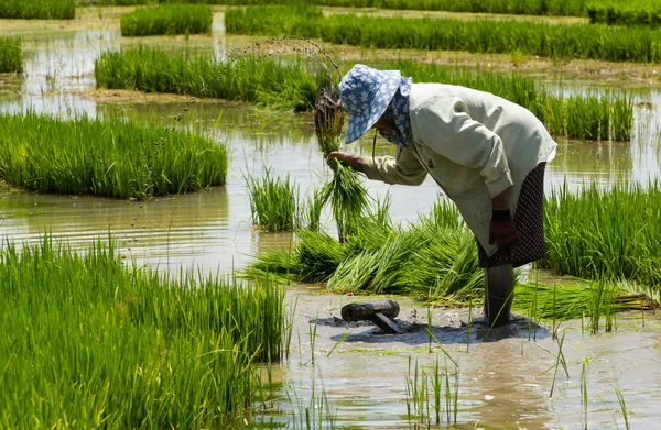 Procedura agricultorilor orez paddy în terenurile agricole — Fotografie, imagine de stoc